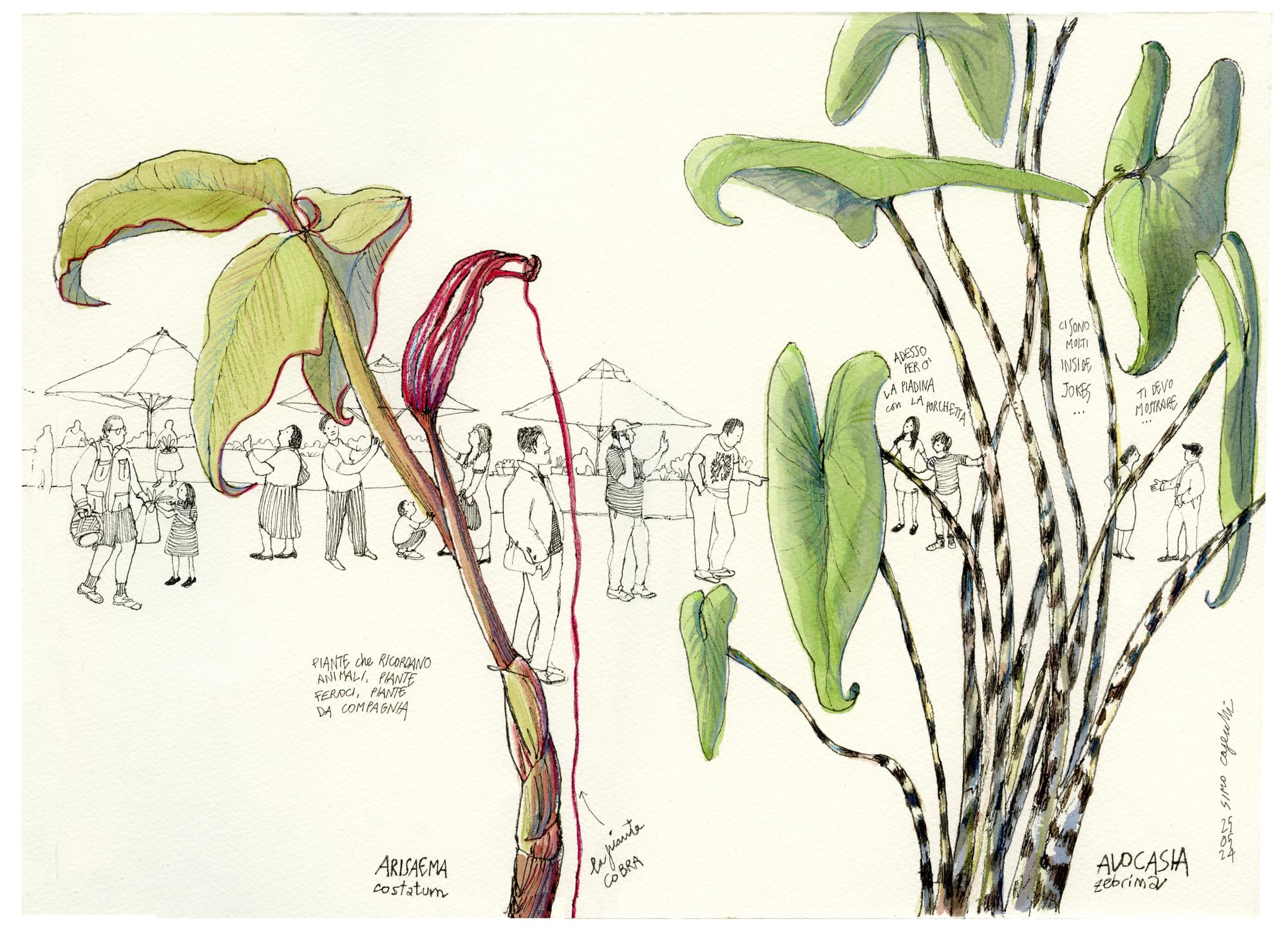 Ipomea Live Sketching 2025: Simonetta Capecchi