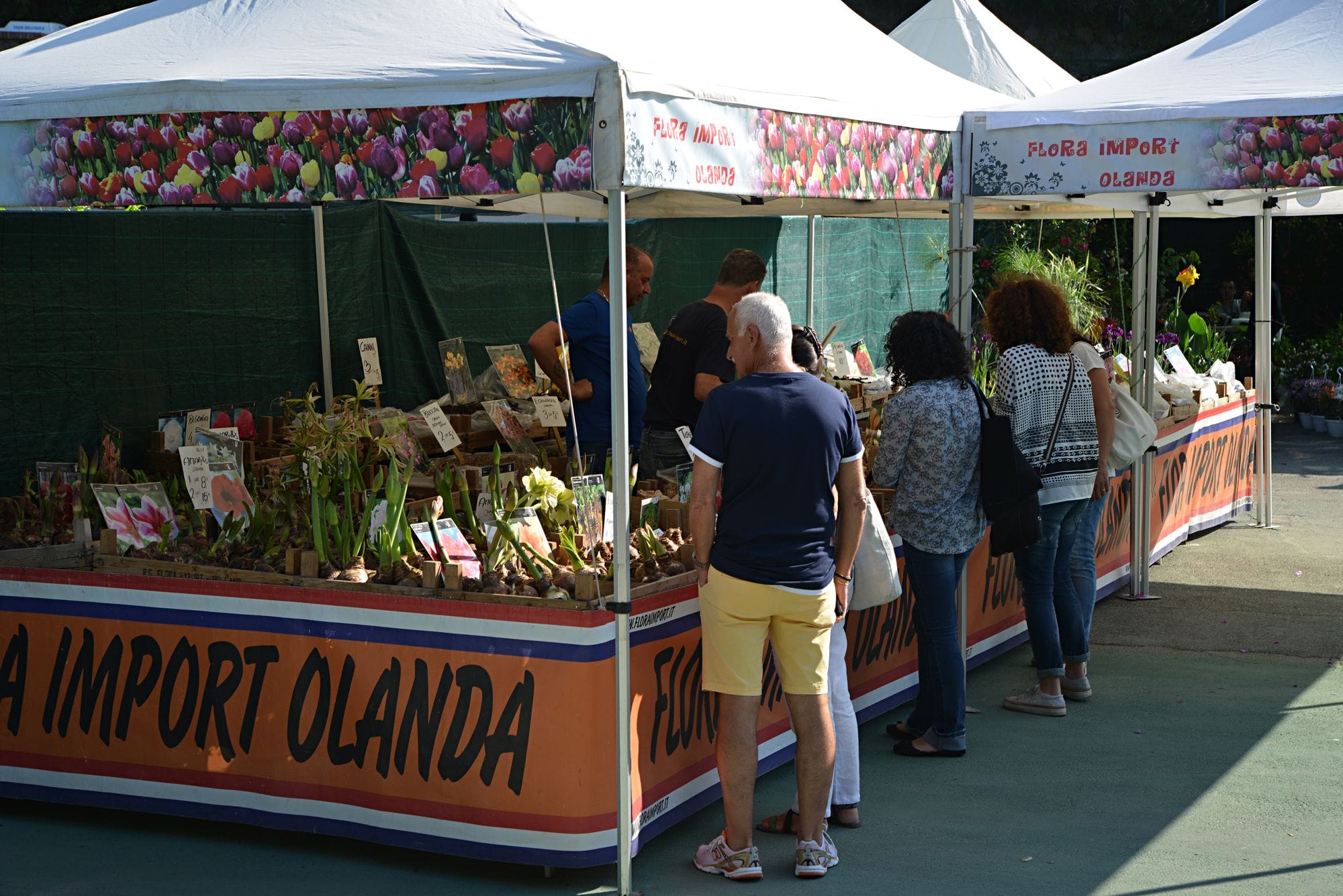 Ipomea del Negombo 2025: Flora Import Olanda di Renè Stins