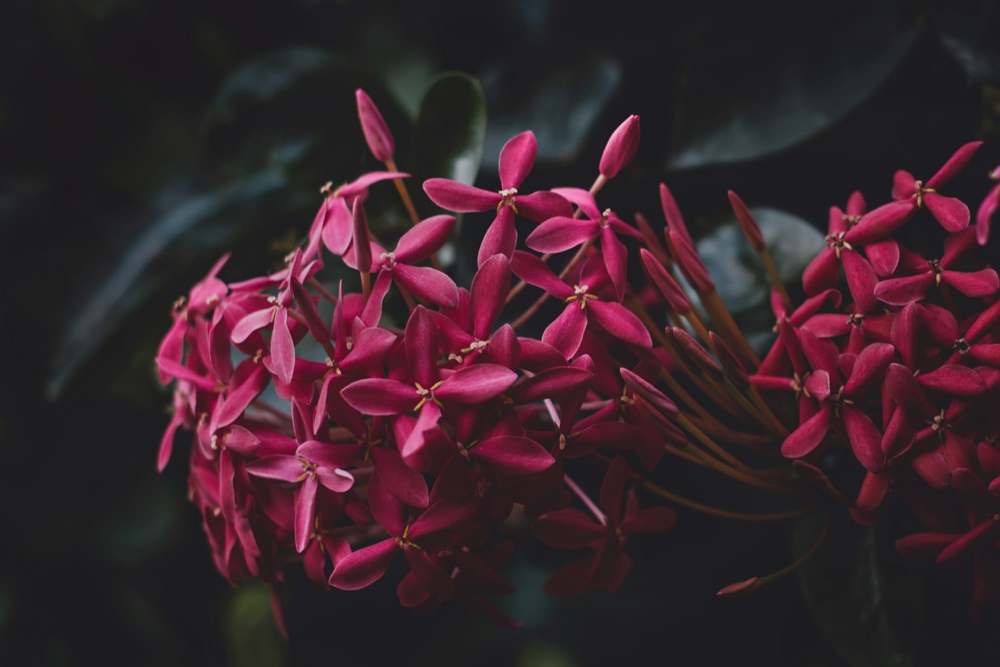 Il Manuale del Giardiniere