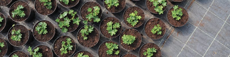 Vivaio Salto del Prete