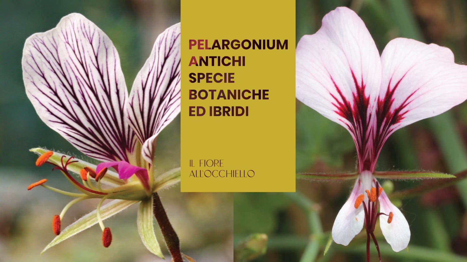 Il fiore all'occhiello