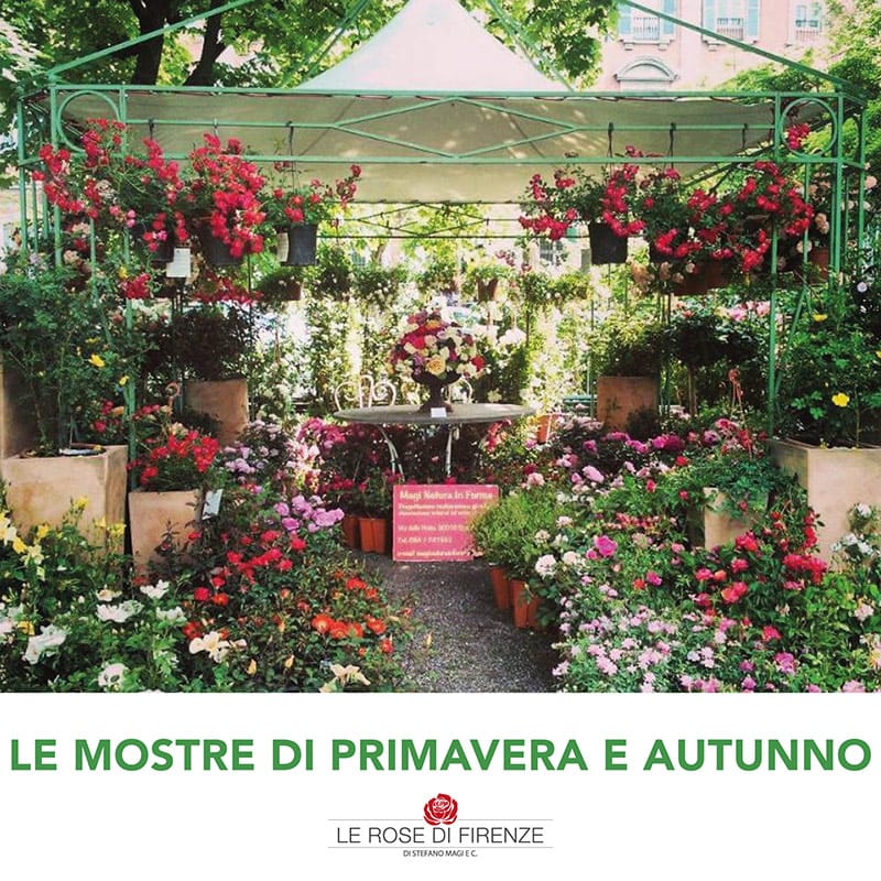 Le rose di Firenze