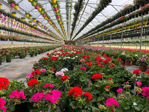 Ipomea del Negombo 2025: Azienda Agricola Vivaistica di Antonio e Costantino Costigliola