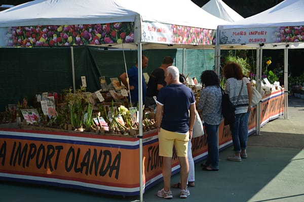 Ipomea del Negombo 2025: Flora Import Olanda di Renè Stins
