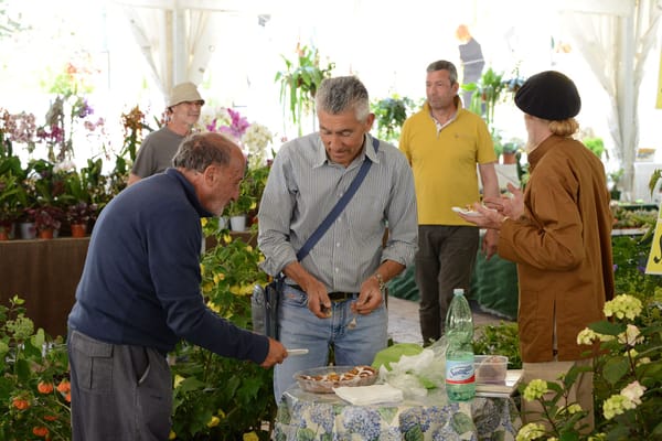 Ipomea del Negombo 2025: La Ginestra Vivaio