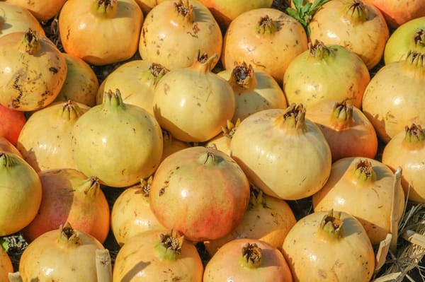 Ipomea del Negombo 2025: L'antico fiore