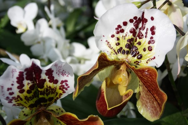 Ipomea del negombo 2025: Le Orchidee del Lago Maggiore