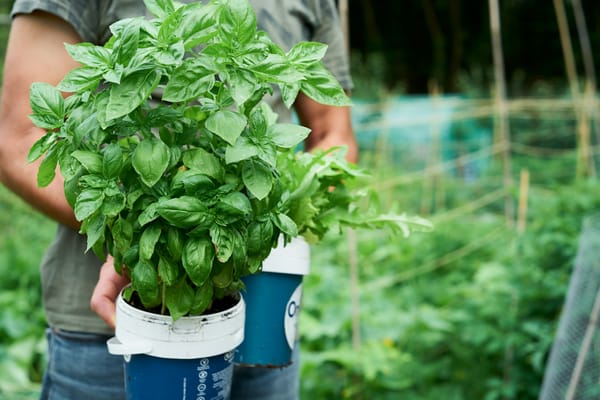 Ipomea del Negombo 2025: Oasi Verde Sas