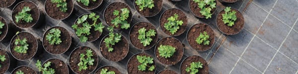 Vivaio Salto del Prete