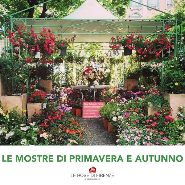 Le rose di Firenze